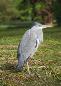 Close-up of gray heron on field