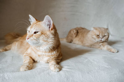 Introducing two cats. adopt a second cat. adding a second cat to your household. peaceful multi-cat 