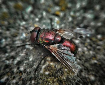 Close-up of insect