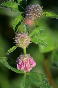 Close-up of flowers