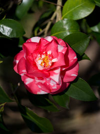 Close-up of pink rose