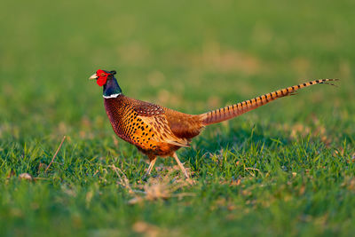 Close-up of a bird on grass