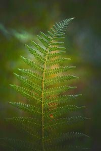 Close-up of palm tree leaves