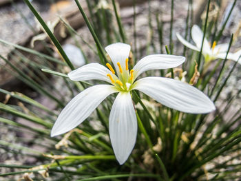 Close-up of white day lily blooming outdoors