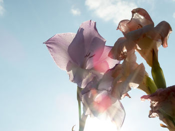 Low angle view of pink flower against sky