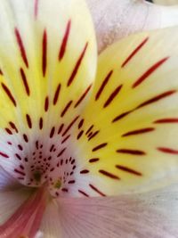 Extreme close up of flower