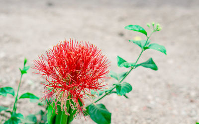 Close-up of red flowering plant