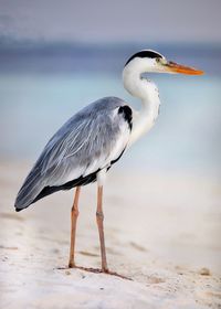 Side view of a bird on beach