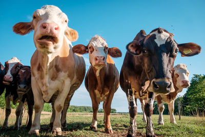 Portrait of cows standing on field against clear sky