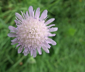 Close-up of purple flower