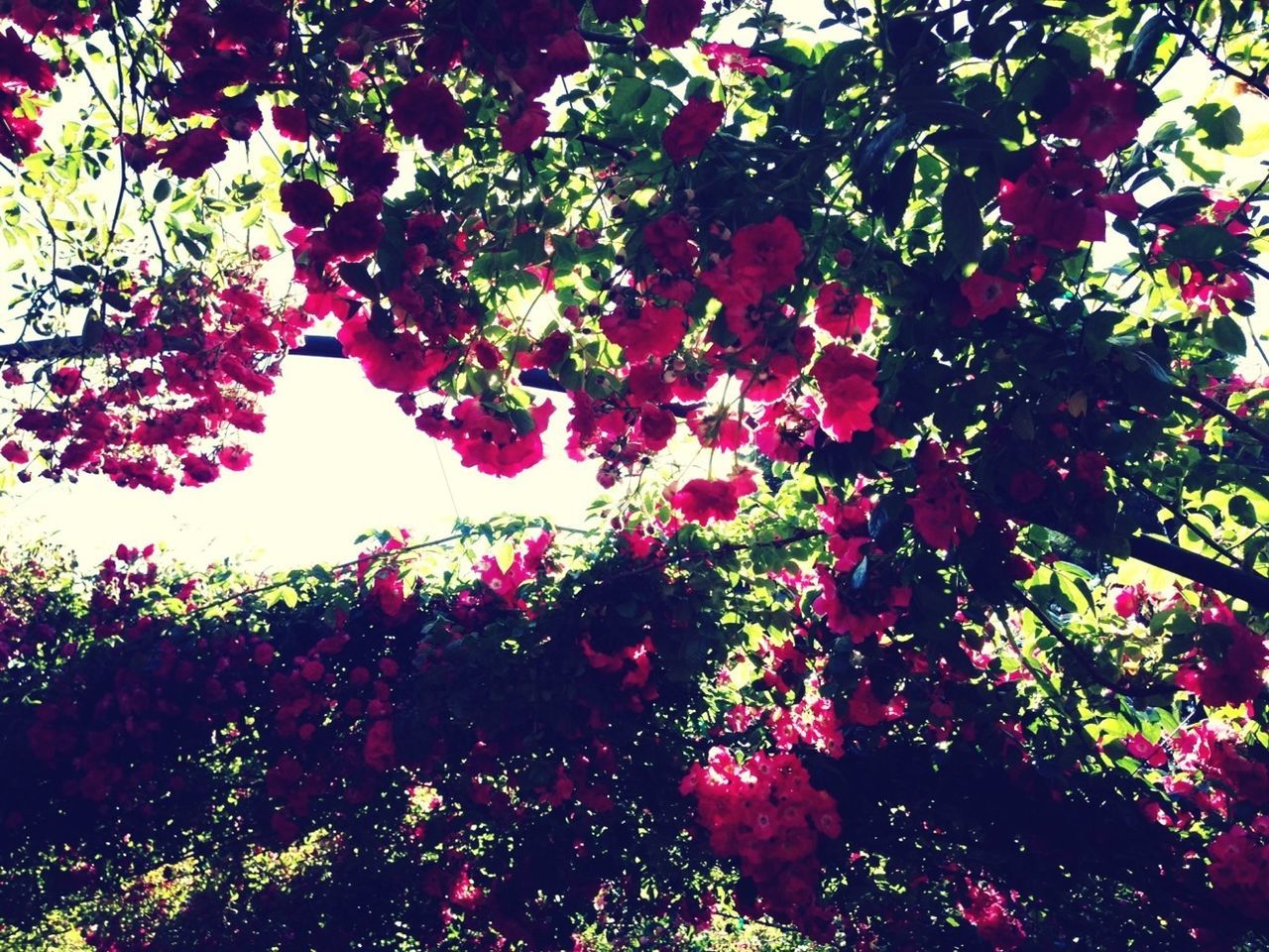 tree, growth, flower, branch, beauty in nature, low angle view, pink color, nature, freshness, leaf, tranquility, plant, fragility, sunlight, blossom, outdoors, park - man made space, blooming, in bloom, no people