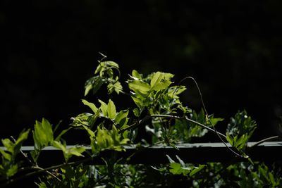 Close-up of fresh green plant against black background