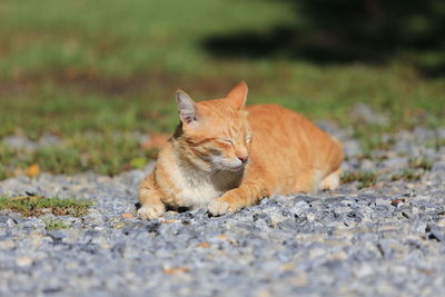 View of a cat lying down