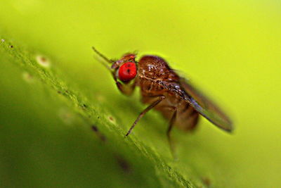 Close-up of fly