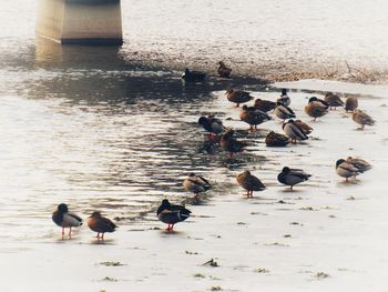 High angle view of ducks swimming in lake during winter