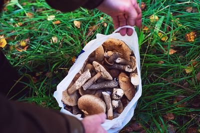 High angle view of person holding mushroom on field