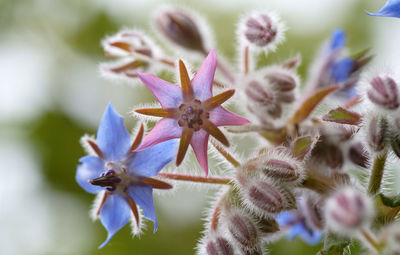 Close-up of purple flowering plant