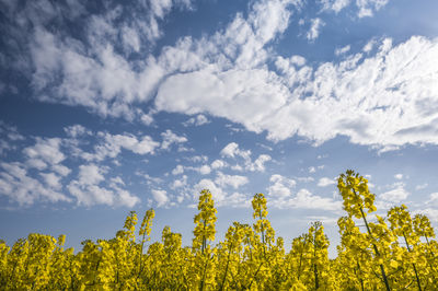 Canola field in bloom and blue sky, denmark