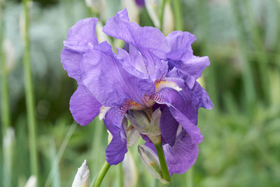 Close-up of purple flowering plant