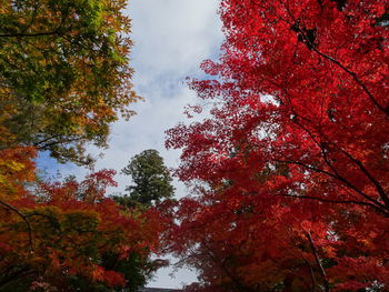 Low angle view of autumn trees against sky