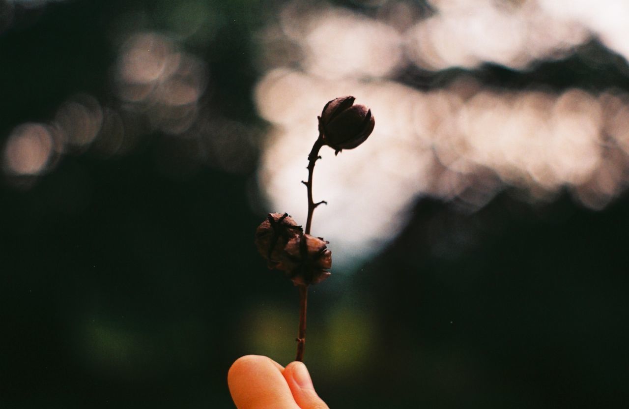 person, holding, human finger, part of, flower, unrecognizable person, cropped, focus on foreground, close-up, personal perspective, insect, fragility, lifestyles, one animal, stem, nature, animal themes