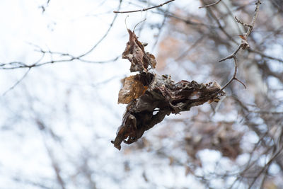 Low angle view of dried plant on snow covered tree