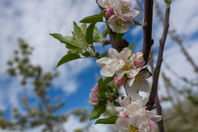 Close-up of white cherry blossom tree