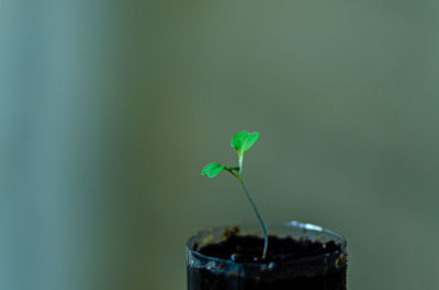 Close-up of plant growing outdoors