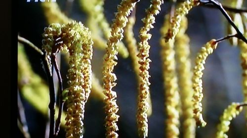 Close up of fresh green plant
