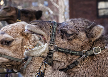 Close-up of camel