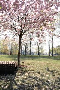 View of cherry blossom trees in park