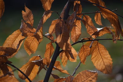 Close-up of dry autumn leaves