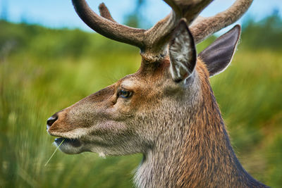 Close-up of deer