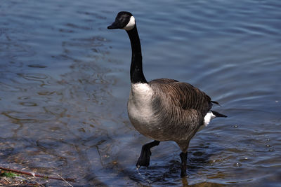 High angle view of bird swimming in lake