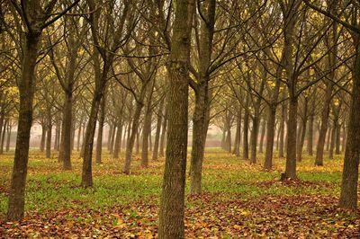 Trees in forest during autumn