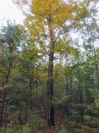 Low angle view of trees in forest