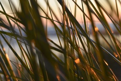 Full frame shot of wheat plants