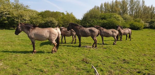 Horses in a field