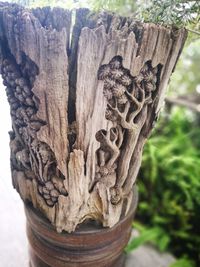 Close-up of tree trunk