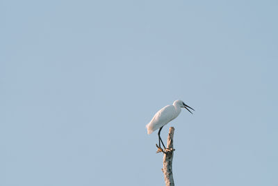 Low angle view of egret bird against clear sky