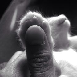 Close-up of hand with horse