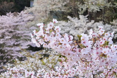 Close-up of pink cherry blossoms in spring