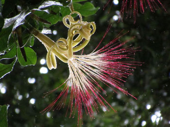 Close-up of flower tree