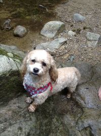 High angle portrait of dog on rock