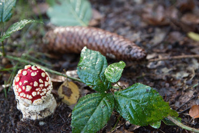 High angle view of fresh green leaves on field