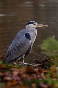 High angle view of gray heron