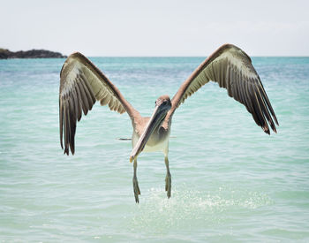 Birds flying over sea against sky