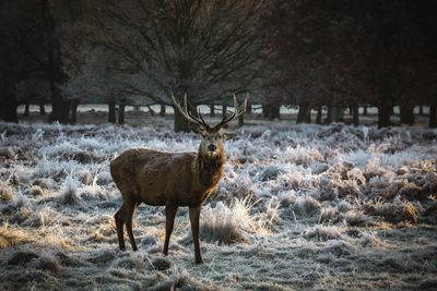 Deer on field in forest during winter