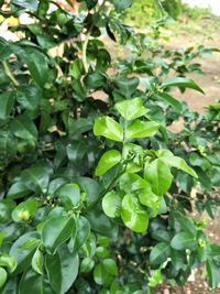 Close-up of fresh green plants