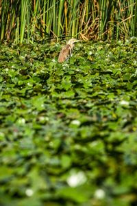 View of a bird in a lake